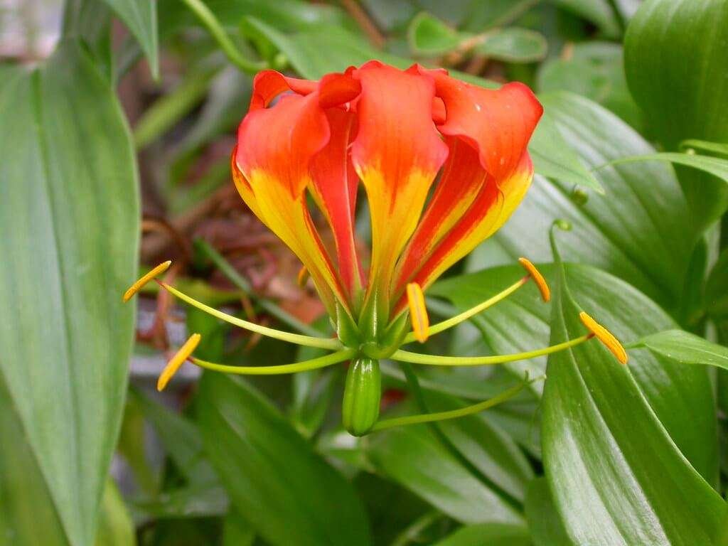 Flame Lily (Gloriosa superba)